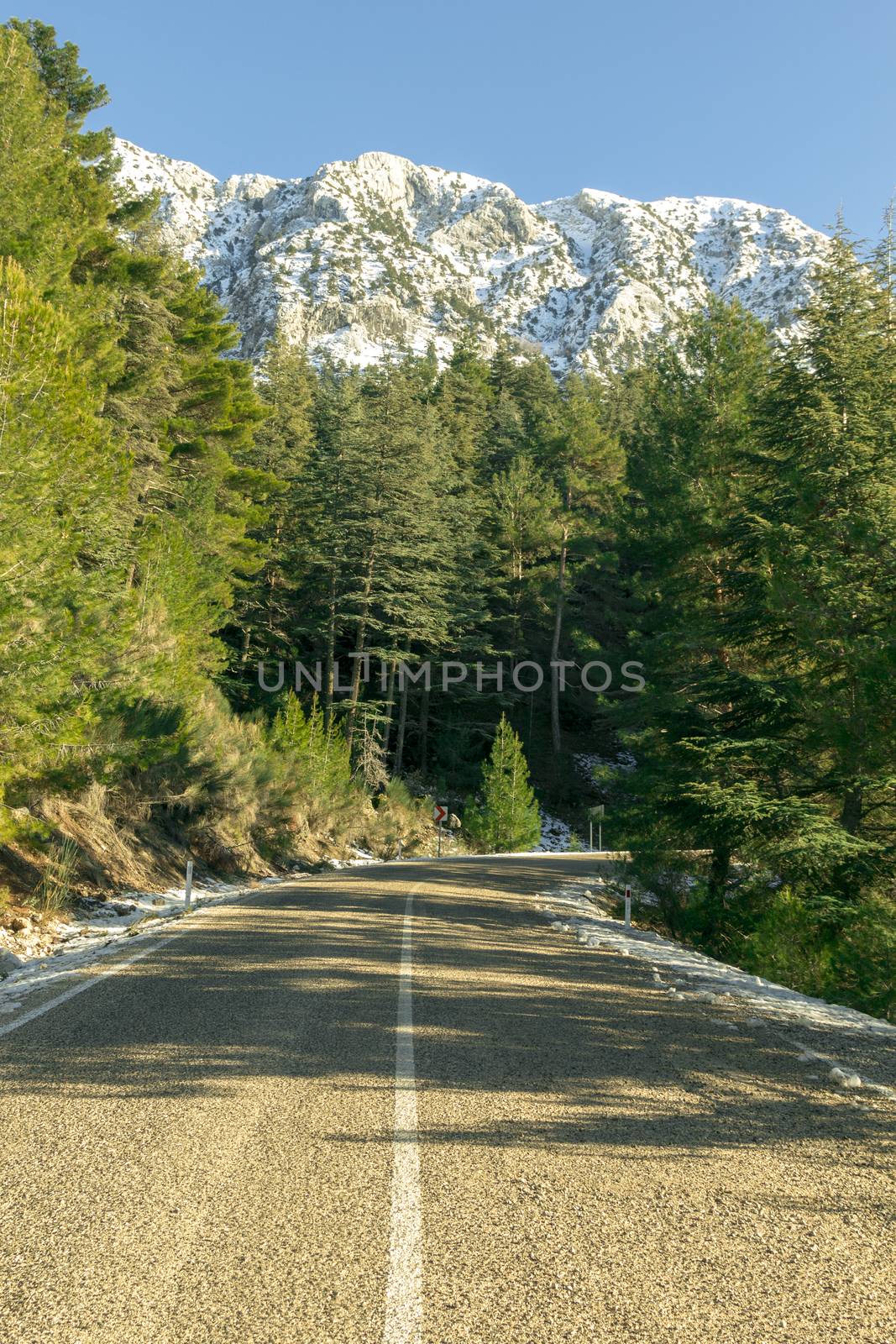 beautiful country road in the forest, Antalya