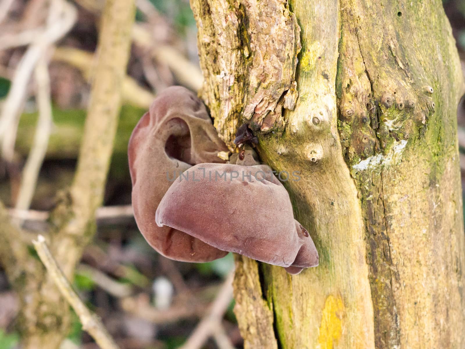 close up of growing hanging jelly jew ears tree elder - Auricularia auricula-judae (Bull.) Wettst. - Jelly Ear Fungus; essex; england; uk