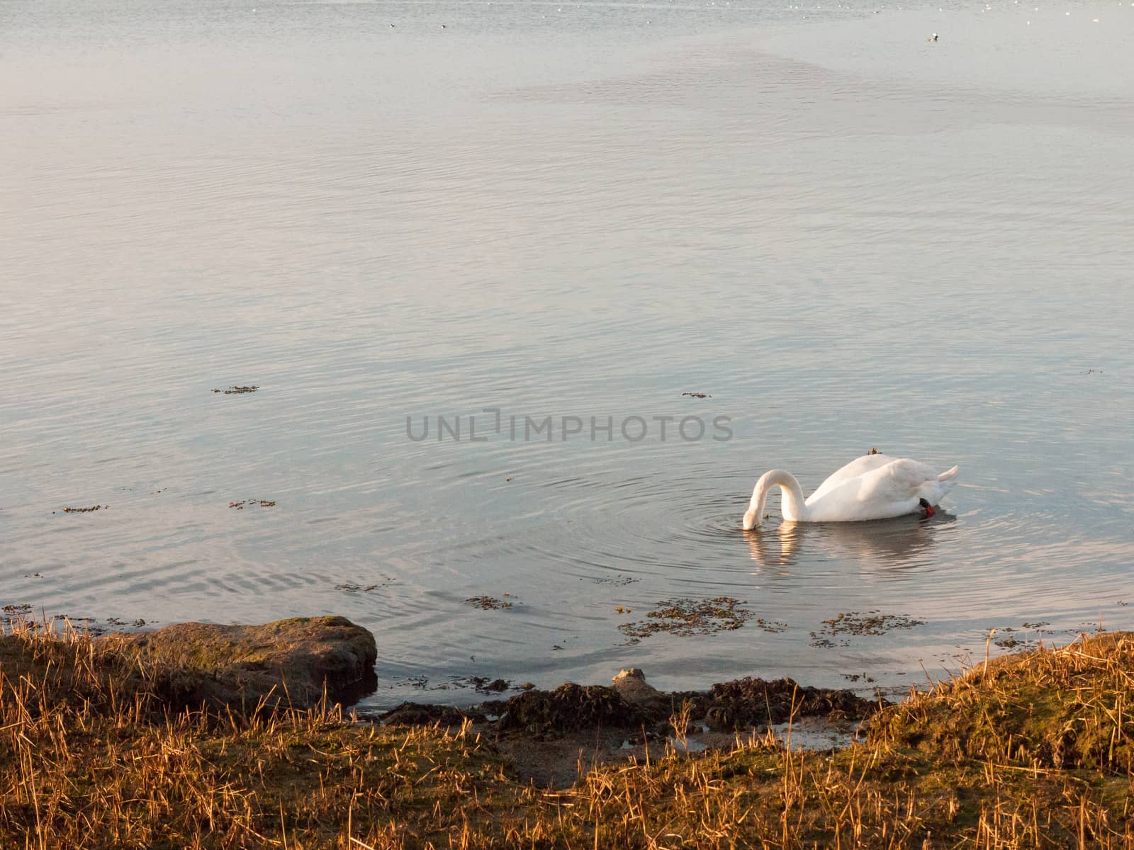coastal water ocean scene with white mute swans family day sky by callumrc