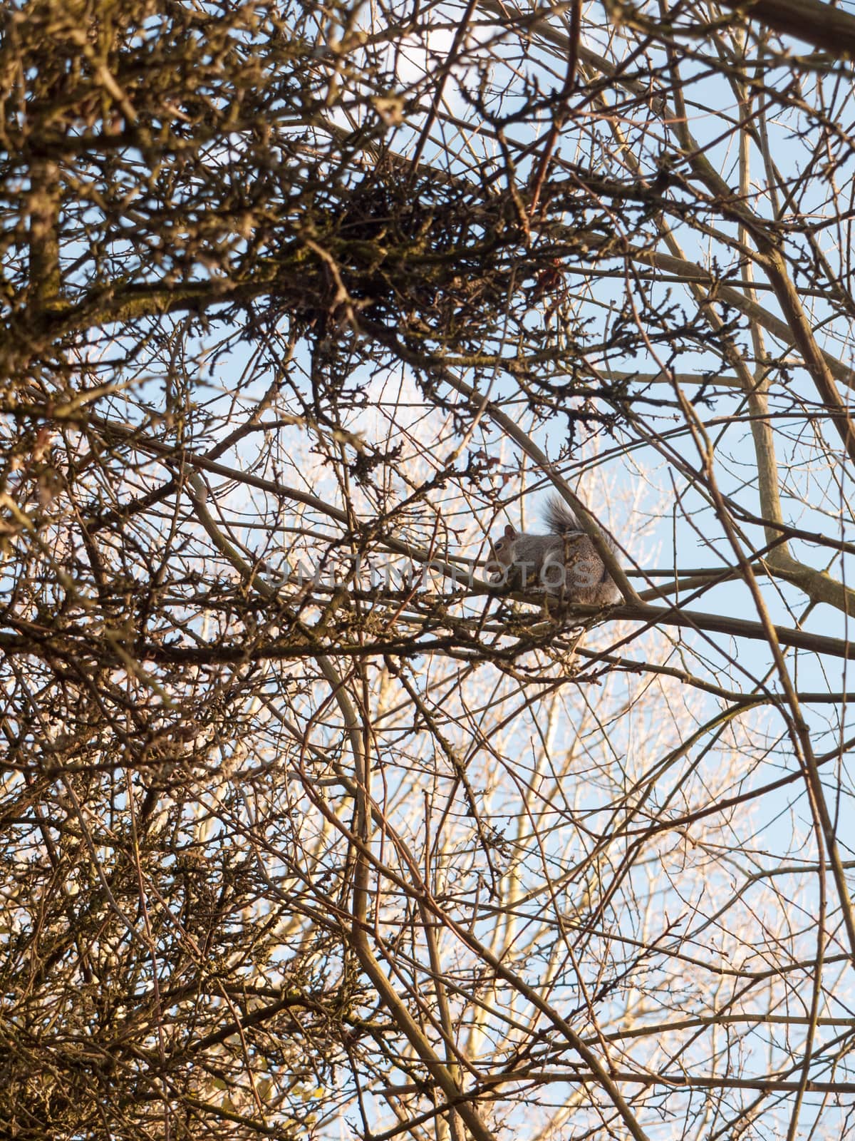 grey squirrel up in tree canopy branches eating; essex; england; uk