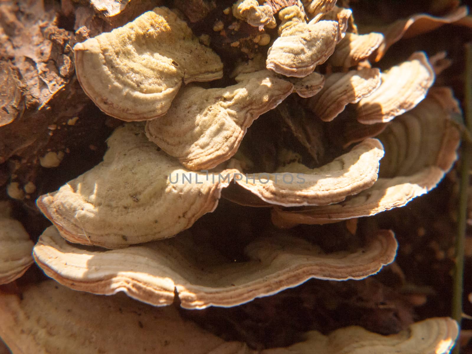 close up growing old rotten decaying bracket fungus tree stump by callumrc