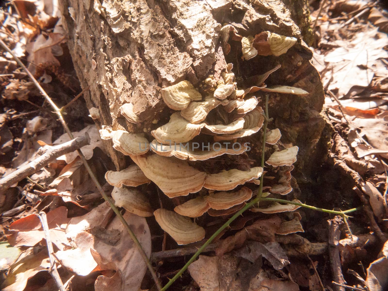 close up growing old rotten decaying bracket fungus tree stump by callumrc