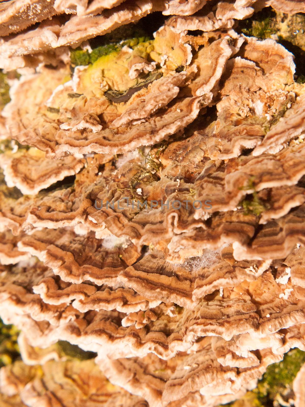 close up macro of growing bracket fungus fungi outside nature tree wood woodland by callumrc