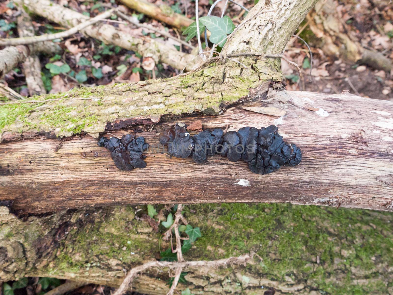 close up black jelly fungus tree branch - Exidia plana Donk by callumrc