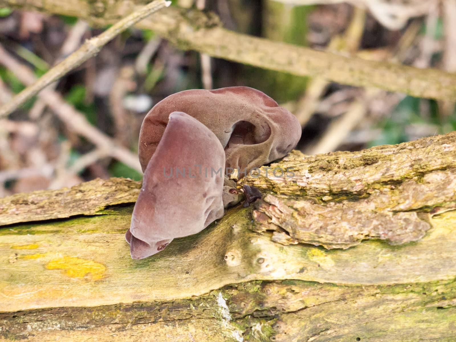 close up of growing hanging jelly jew ears tree elder - Auricularia auricula-judae (Bull.) Wettst. - Jelly Ear Fungus by callumrc