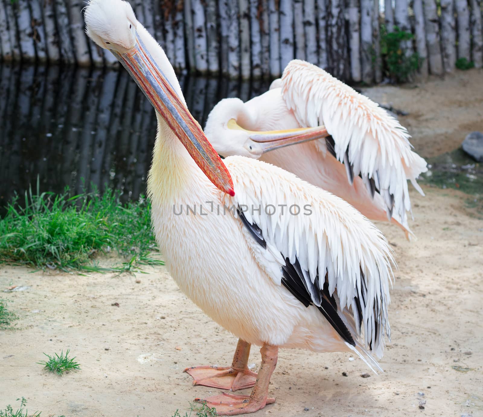 Peach white bird pelican with big yellow peak neb cleans up feather wings in zoo