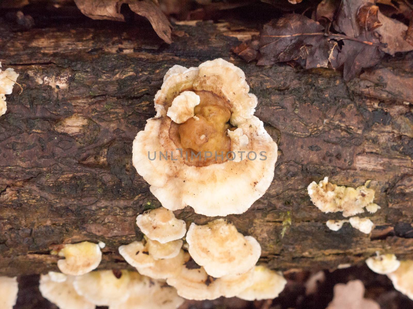 white bracket moss lichen fungus fungi growing on wood bark stum by callumrc