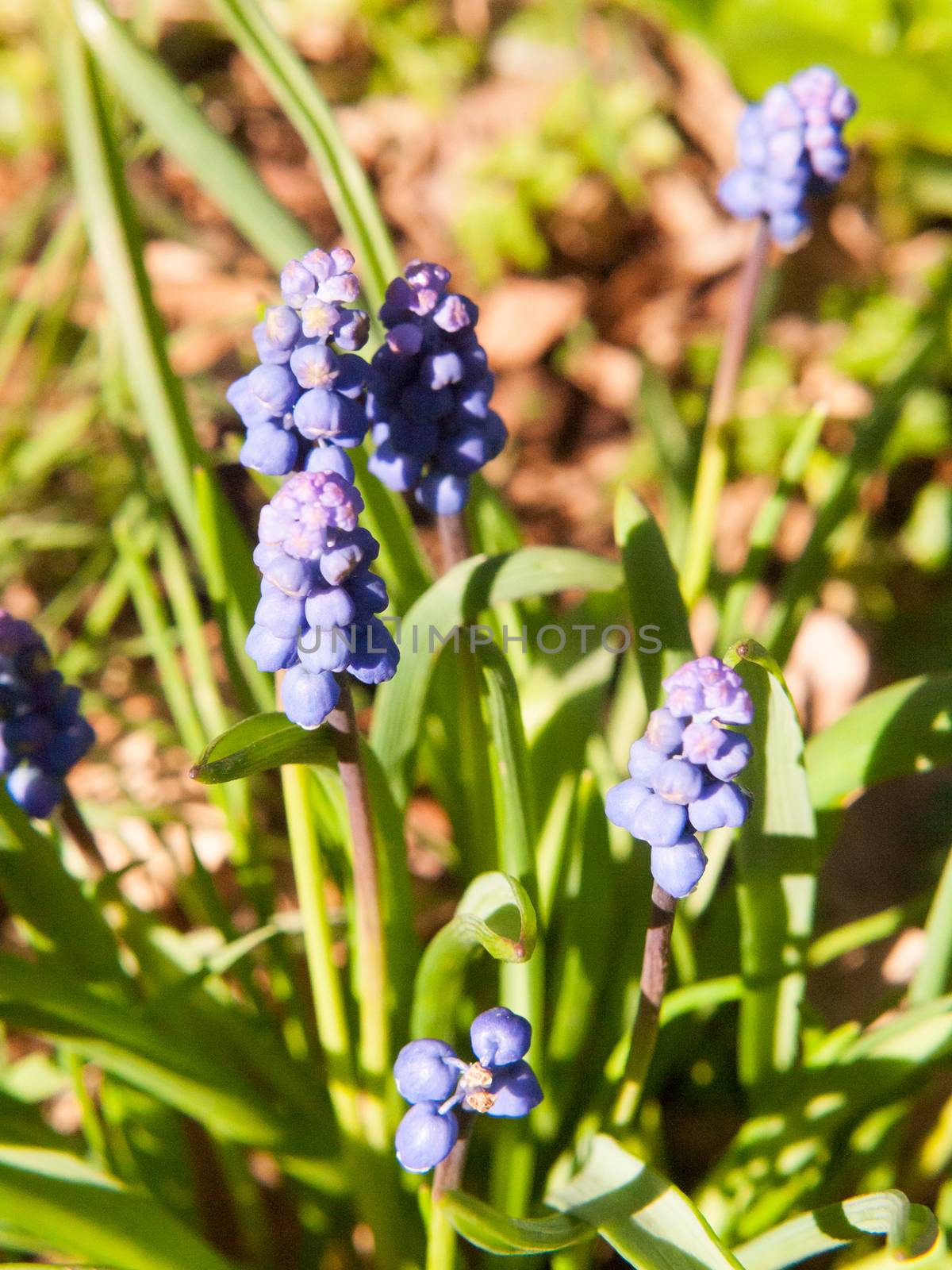 blue growing spring flow buds green plant outside nature; essex; england; uk