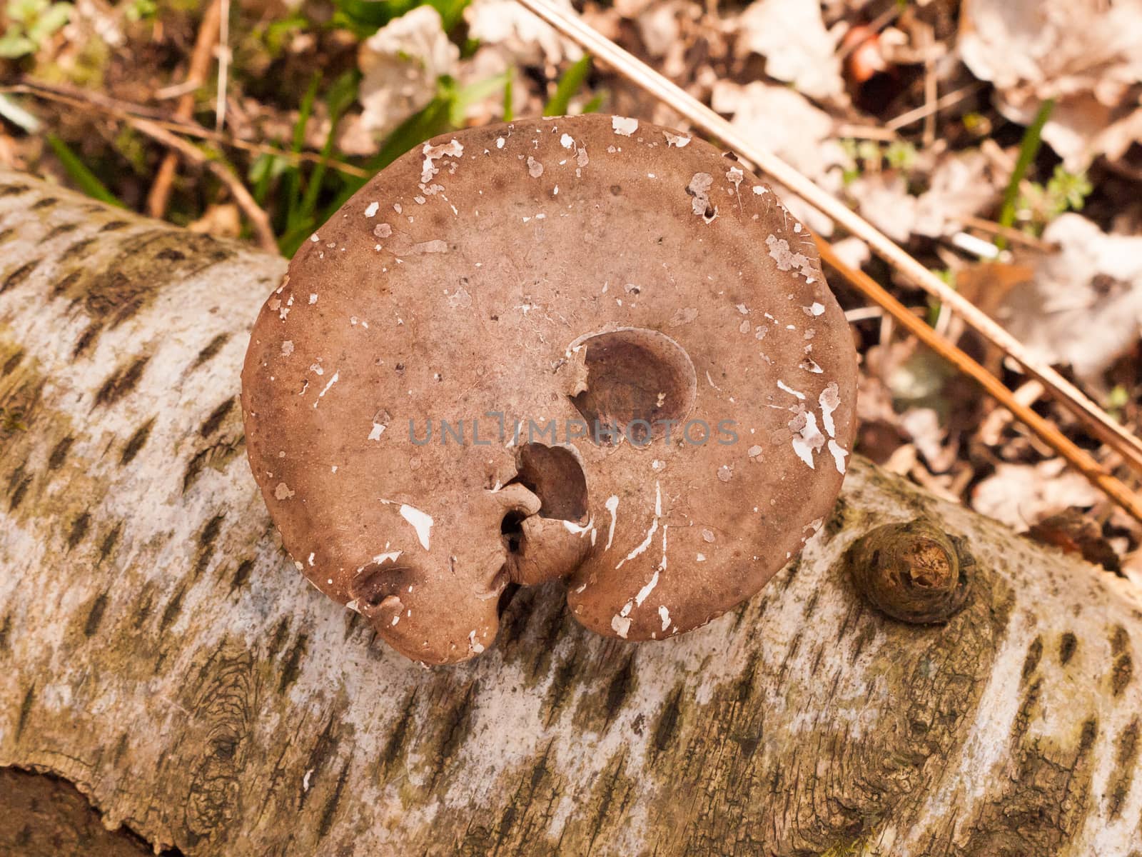 large brown tree fungus old growing bracket autumn; essex; england; uk