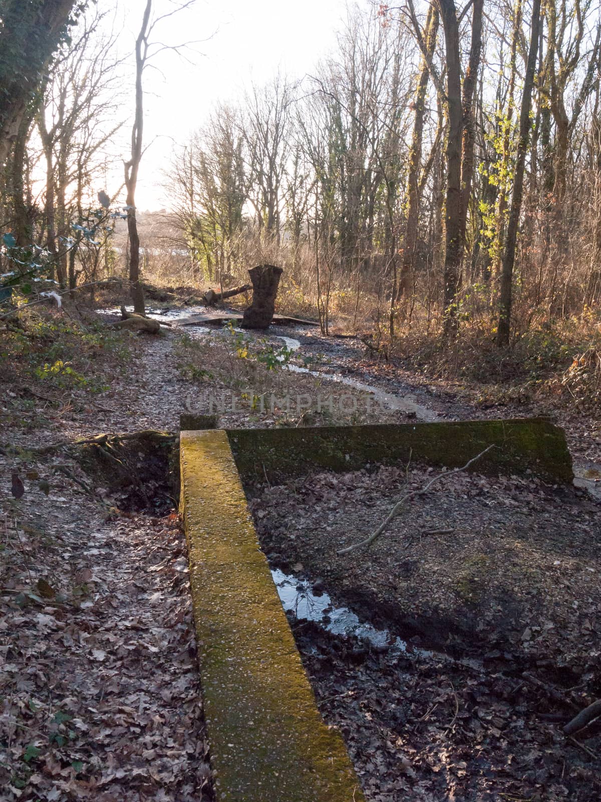 running creak of water through forest woodland with wall nature  by callumrc