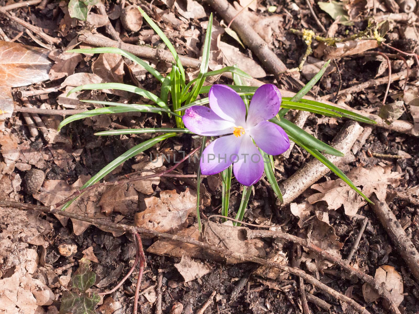 beautiful purple and orange crocus flower forest floor spring by callumrc