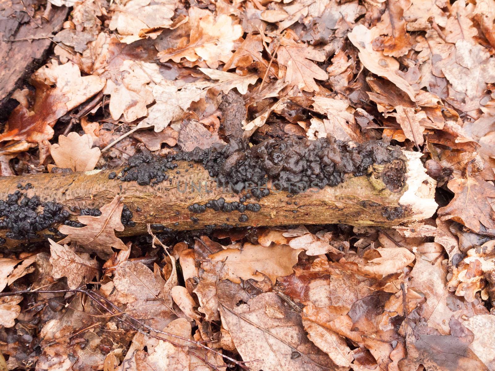 witches butter black fungi fungus growing on log forest floor spring; essex; england; uk