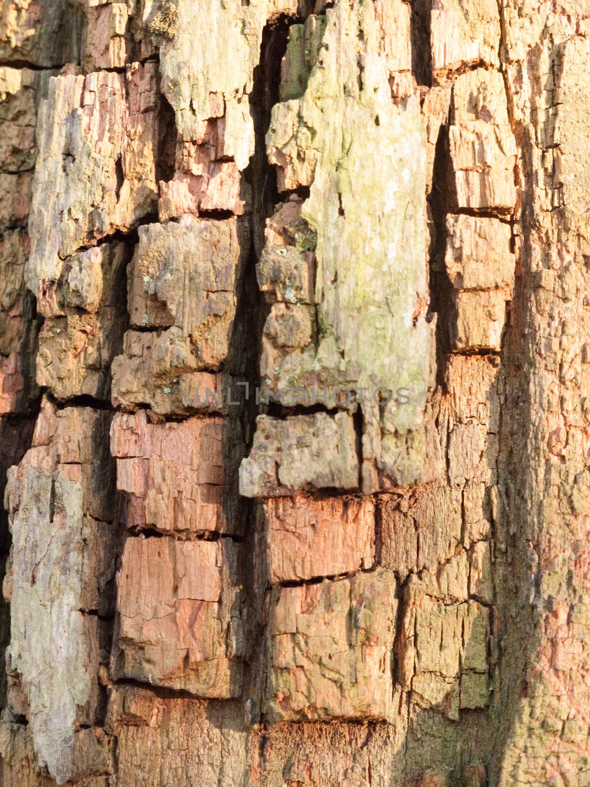 close up grooved cut split cracked texture on tree trunk bark ma by callumrc