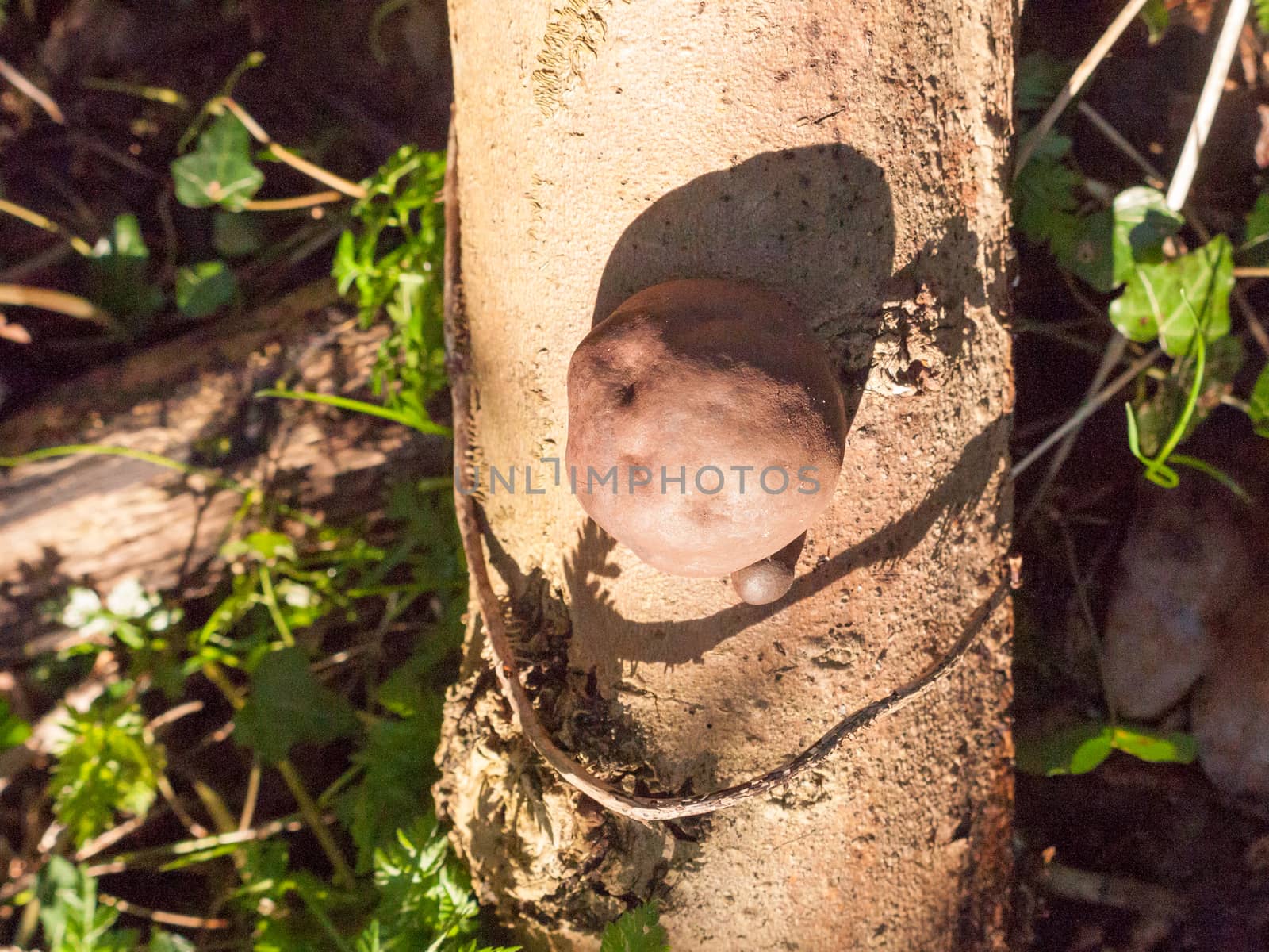 black fungi ball tree stump - Daldinia concentrica (Bolton) Ces. & De Not. - King Alfred's Cakes by callumrc