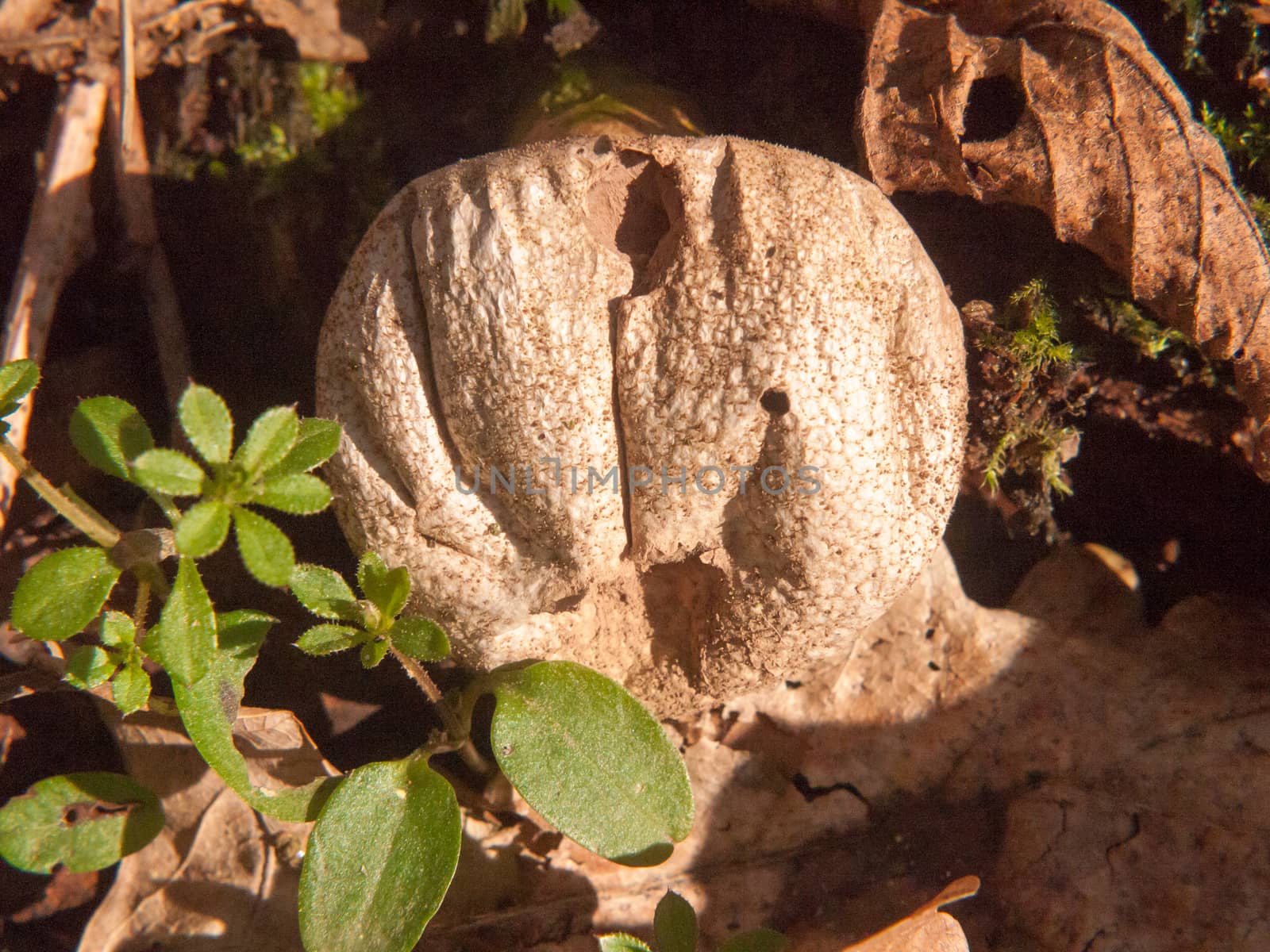 close up old decaying rotting puffball mushroom macro detail; essex; england; uk