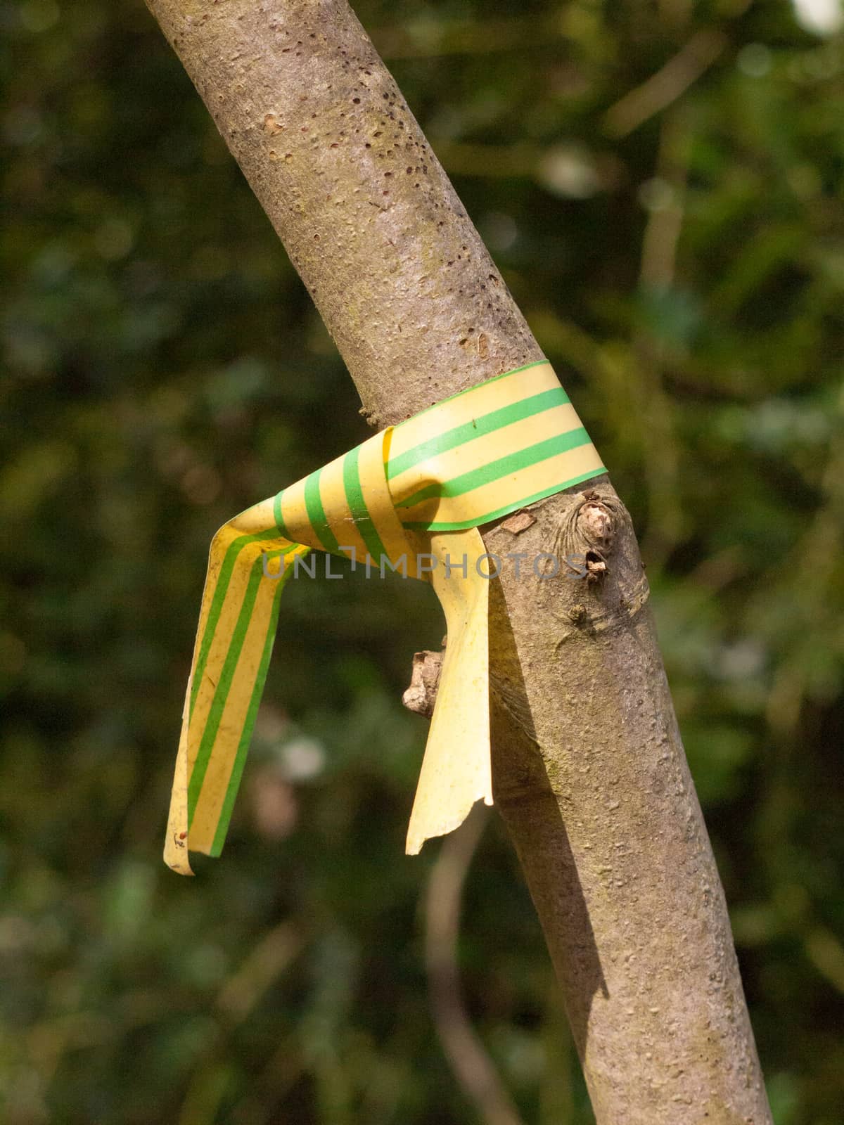 yellow and green plastic wrapped tied around tree close up branch uk tagging forestry; essex; england; uk