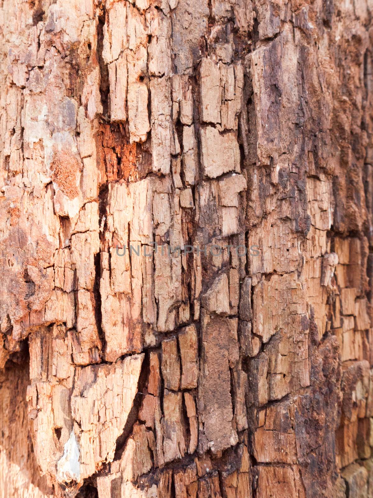 close up grooved cut split cracked texture on tree trunk bark macro; essex; england; uk