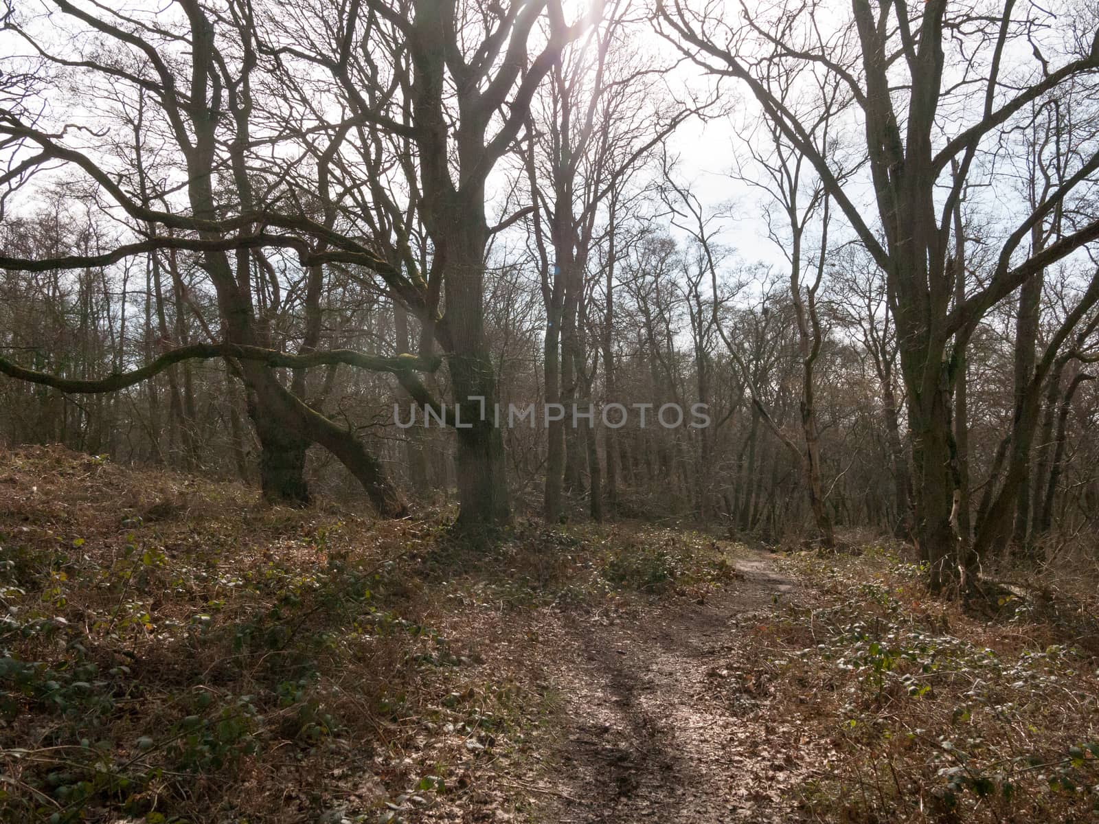 uk woodland tree bare branches autumn spring forest landscape na by callumrc