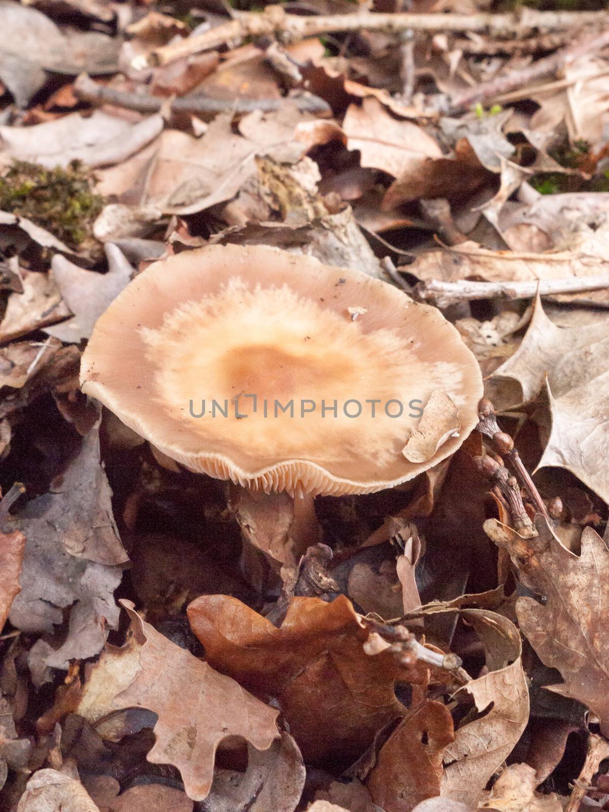 brown large cap mushroom autumn forest floor; essex; england; uk