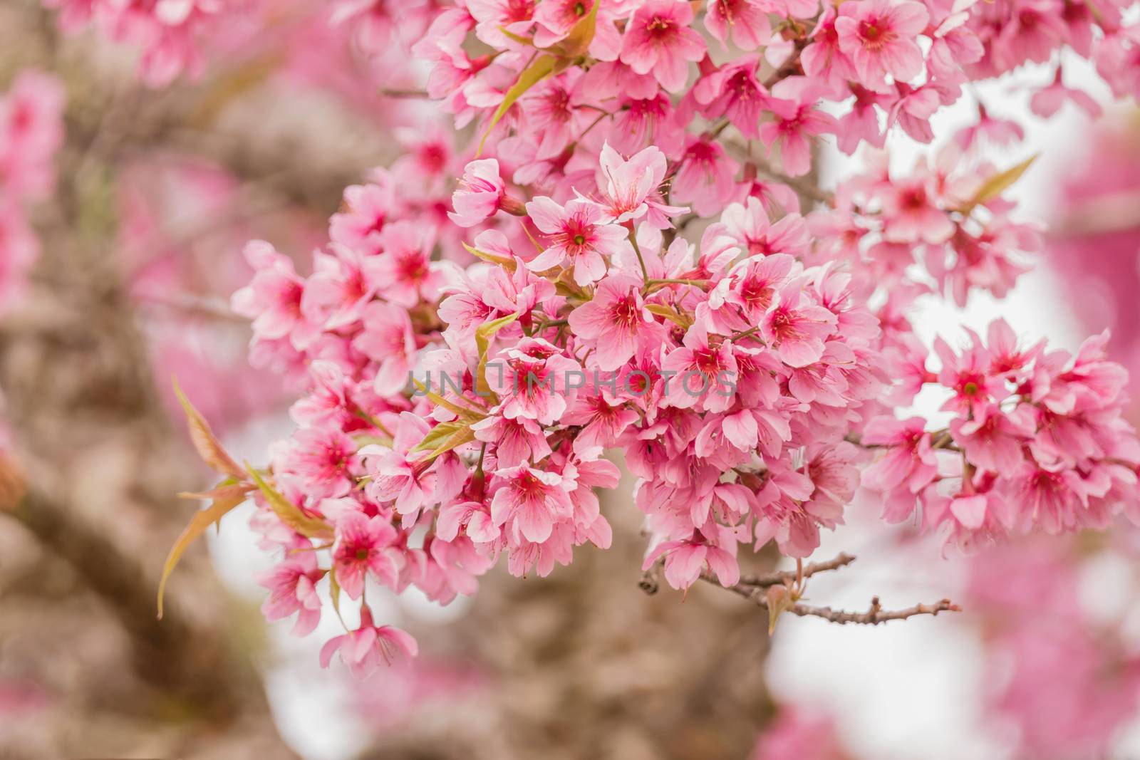 cherry blossom flower by rakratchada
