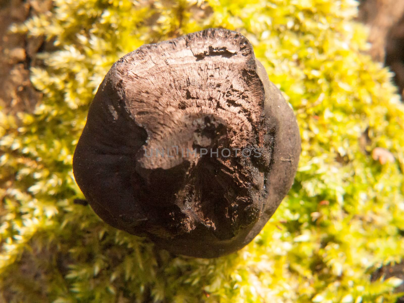 black fungi ball tree stump - Daldinia concentrica (Bolton) Ces. & De Not. - King Alfred's Cakes; essex; england; uk