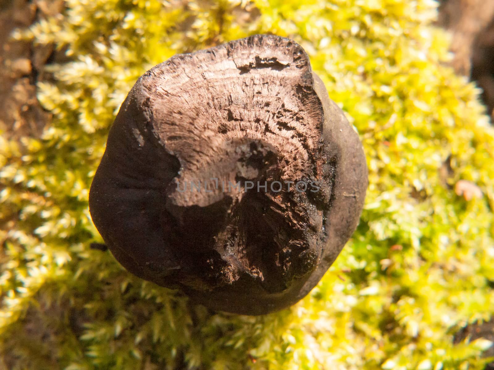 black fungi ball tree stump - Daldinia concentrica (Bolton) Ces. & De Not. - King Alfred's Cakes by callumrc