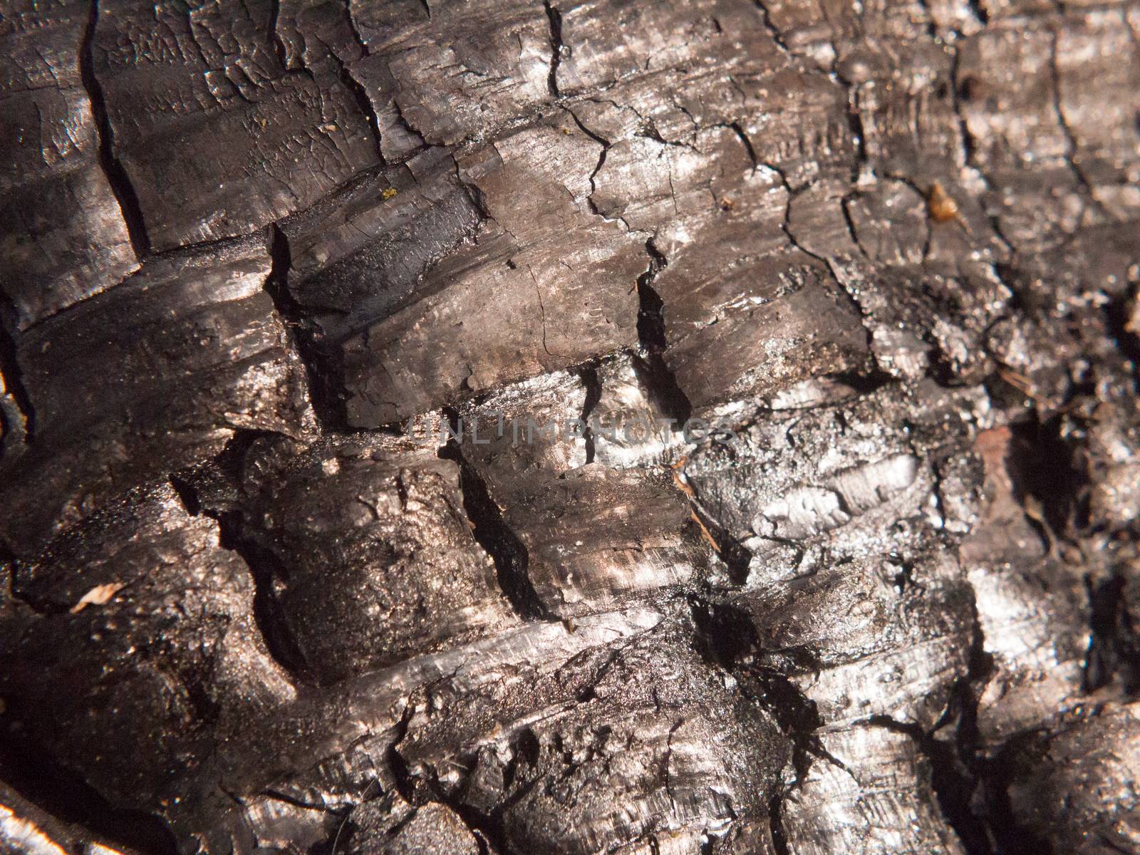 close up black texture of burnt charred tree stump forest charcoal shiny; essex; england; uk