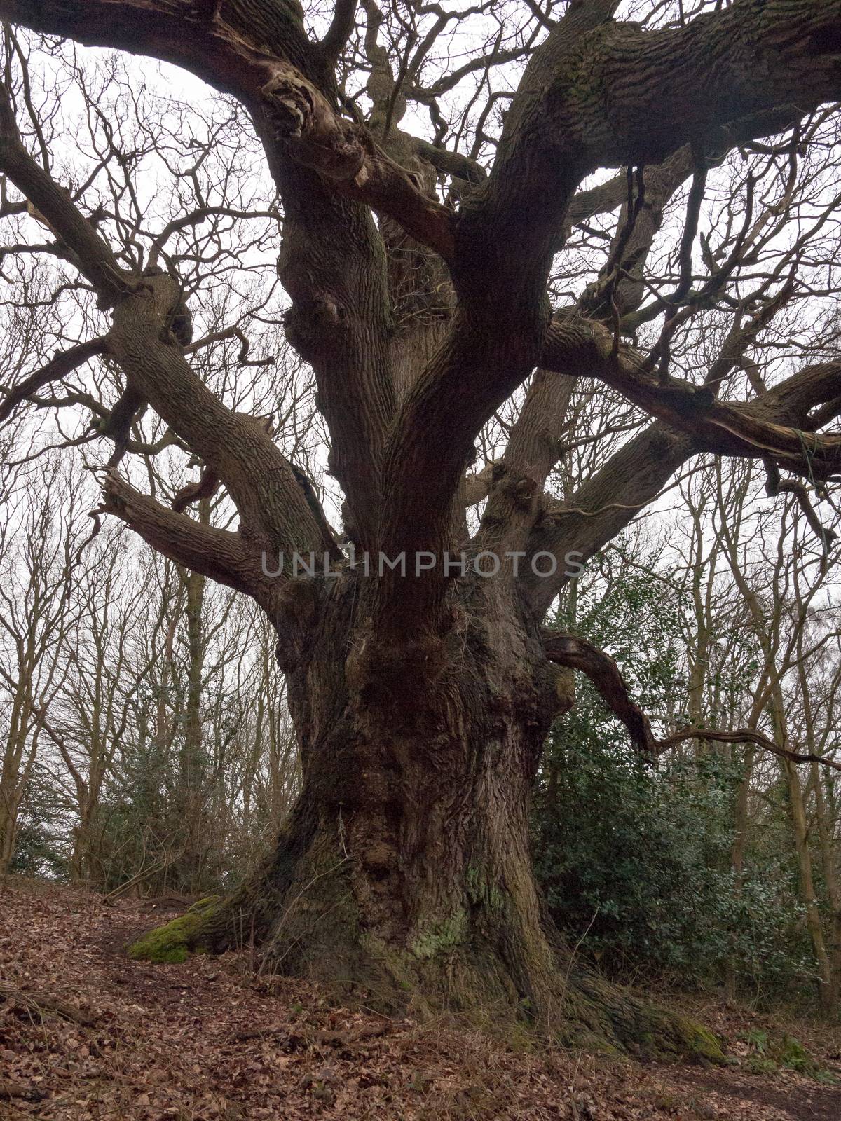 large oak tree inside forest spring bare overcast day tall trunk by callumrc