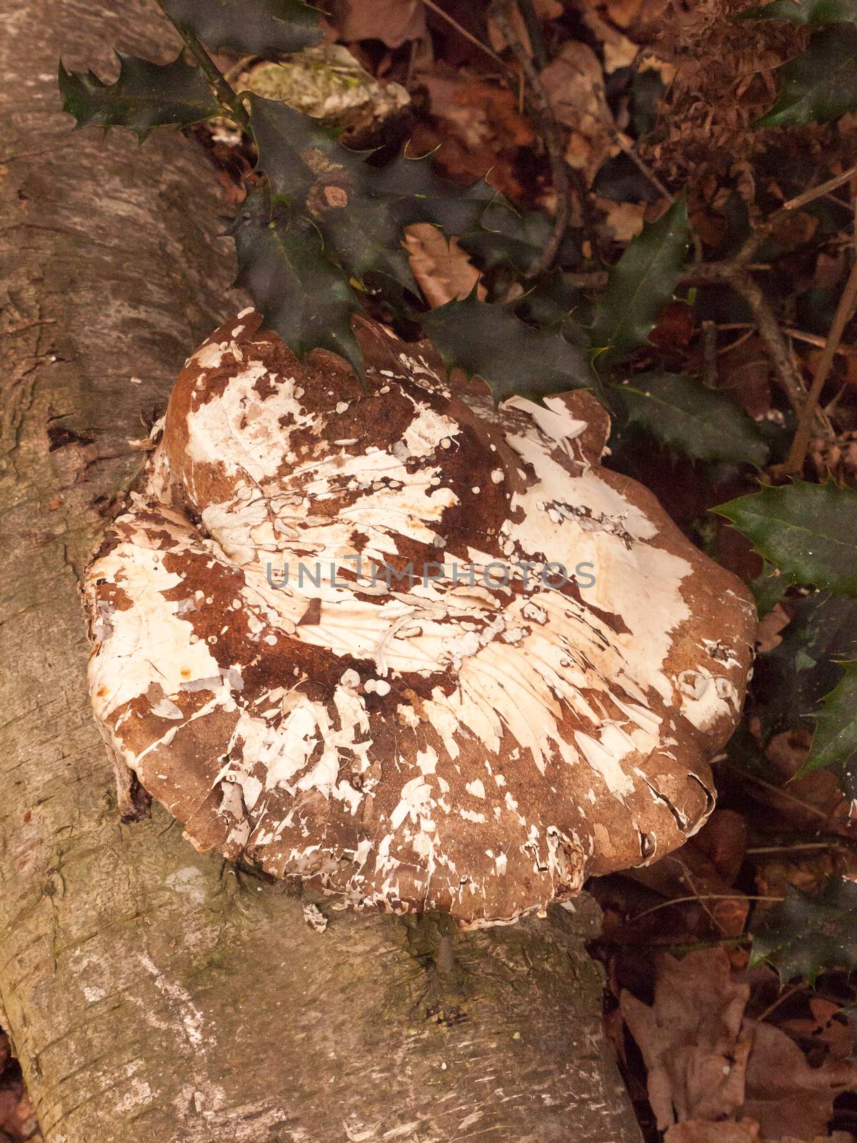 large white and brown bracket fungus fungi growing on dead tree  by callumrc