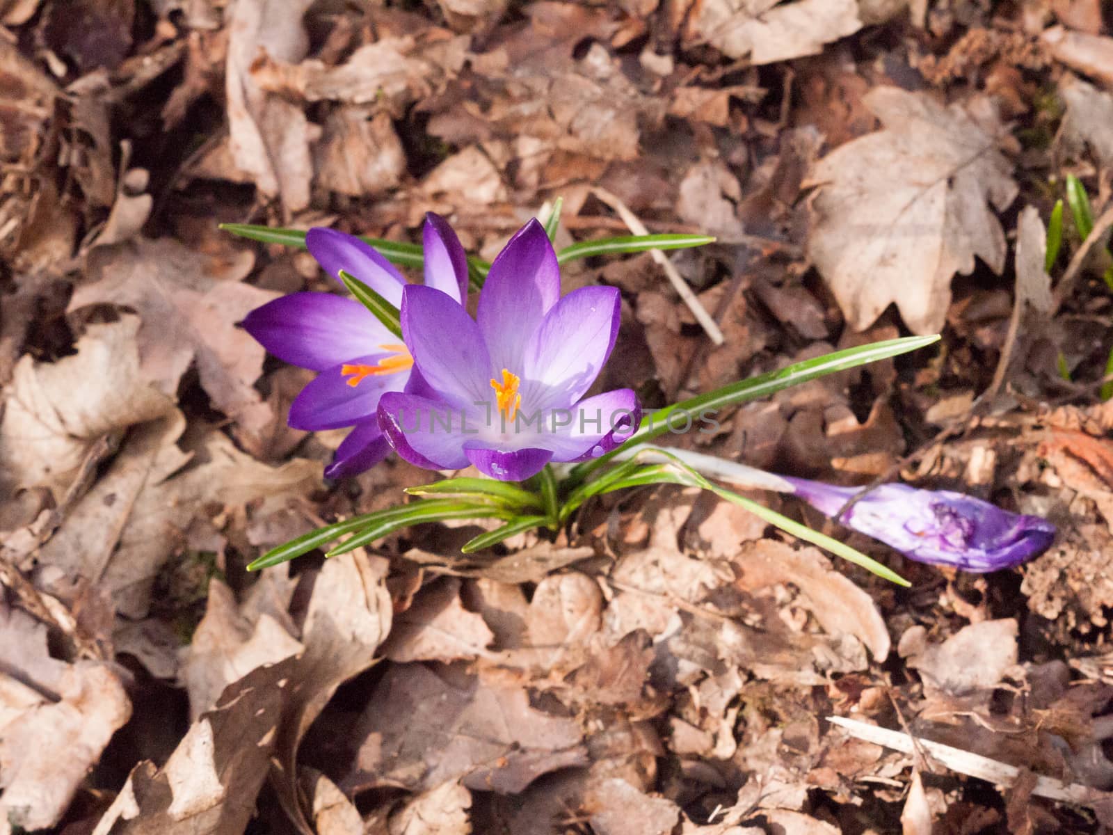 beautiful purple and orange crocus flower forest floor spring close up macro detail inside by callumrc