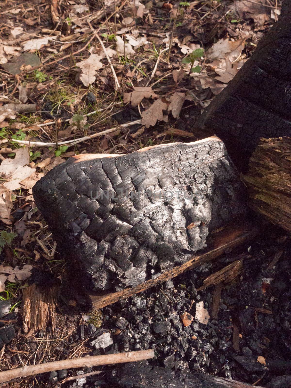 close up black texture of burnt charred tree stump forest charcoal by callumrc