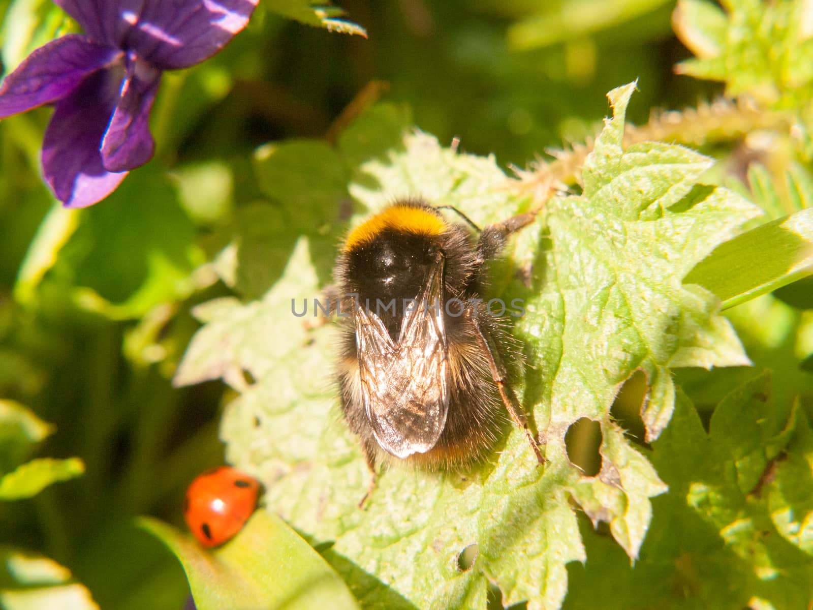 close up of black and yellow bee macro spring on leaf; essex; england; uk