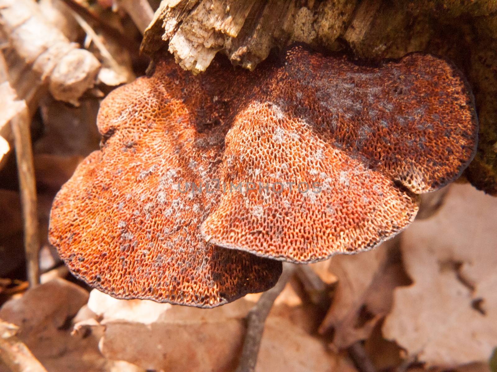 close up of underside of polypore bracket mushroom tree stump macro detail by callumrc