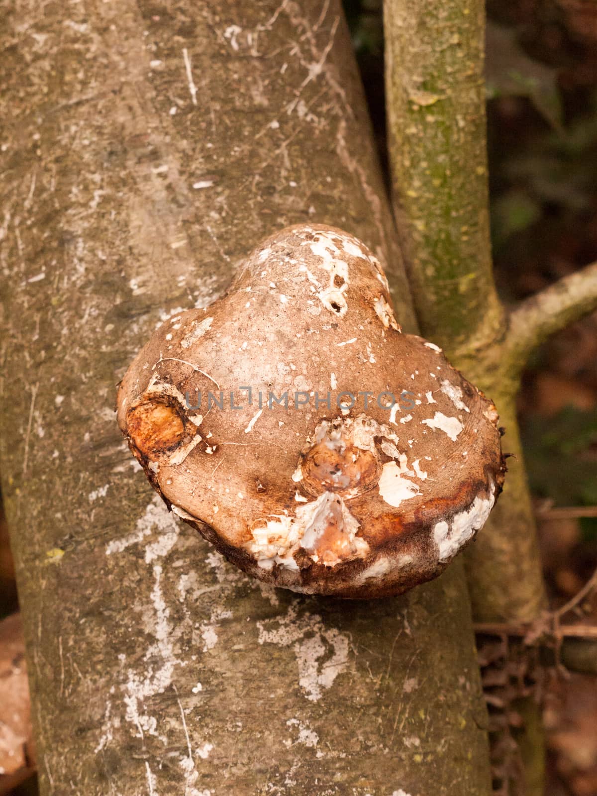 large white and brown bracket fungus fungi growing on dead tree stump autumn; essex; england; uk