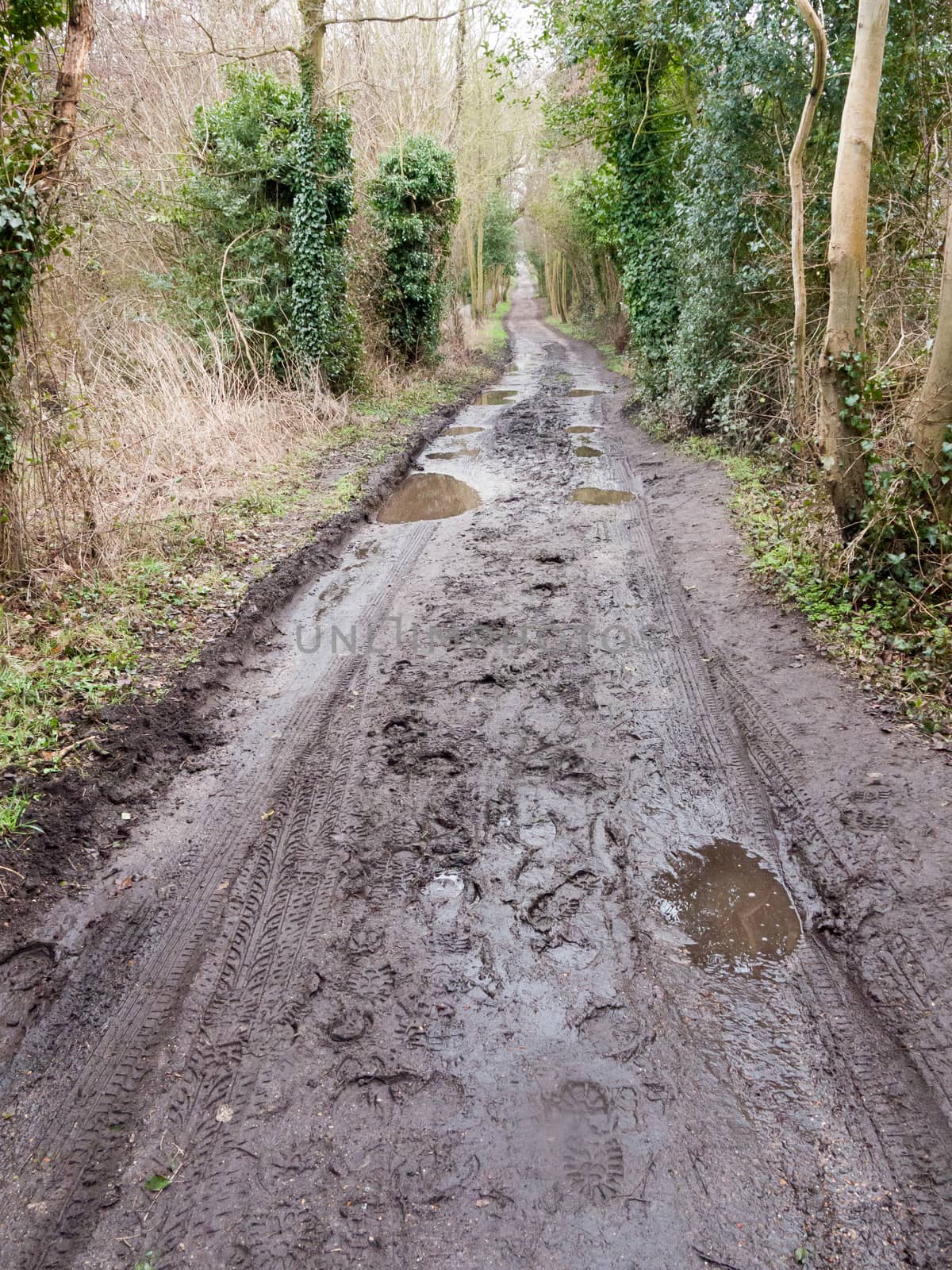 muddy pathway road through countryside tracks puddles spring; essex; england; uk