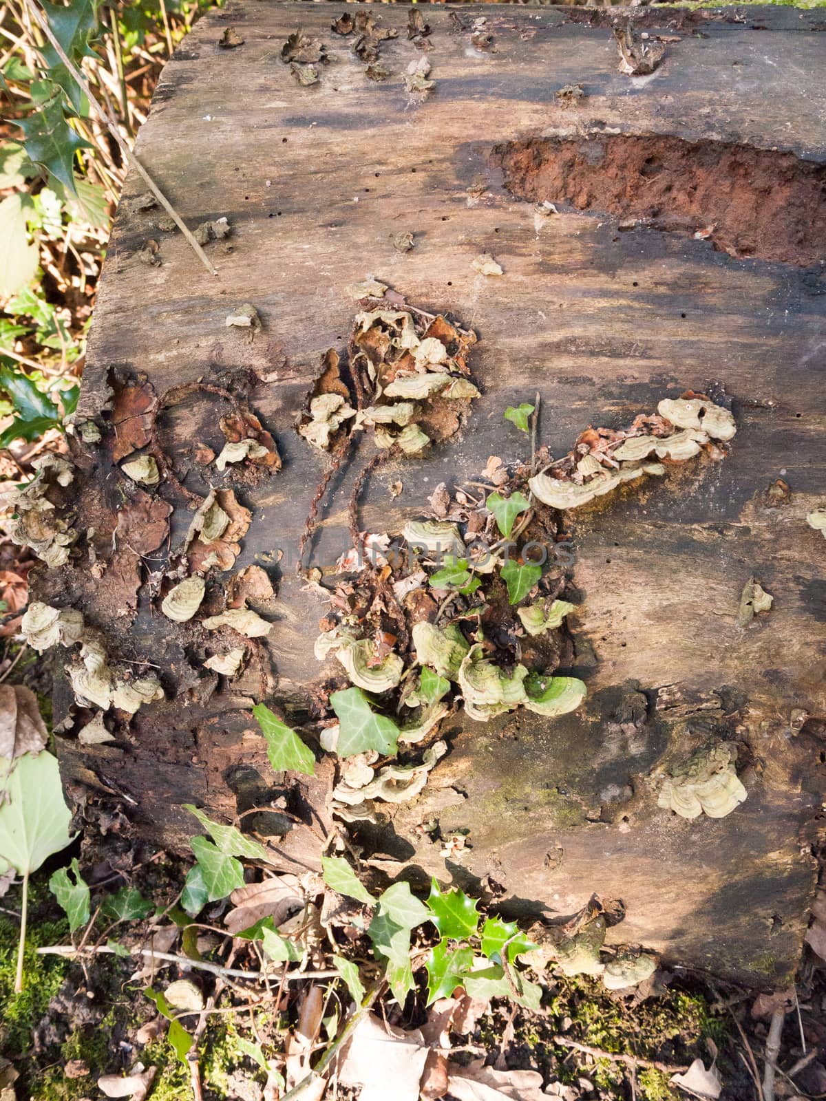 close up growing green bracket fungus on wooden stump; essex; england; uk
