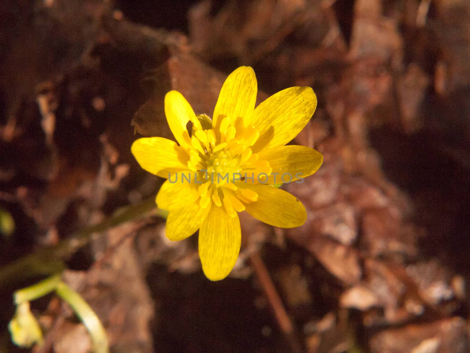 close up of yellow growing spring pretty flower floor - Ranunculus ficaria L. - Lesser Celandine by callumrc