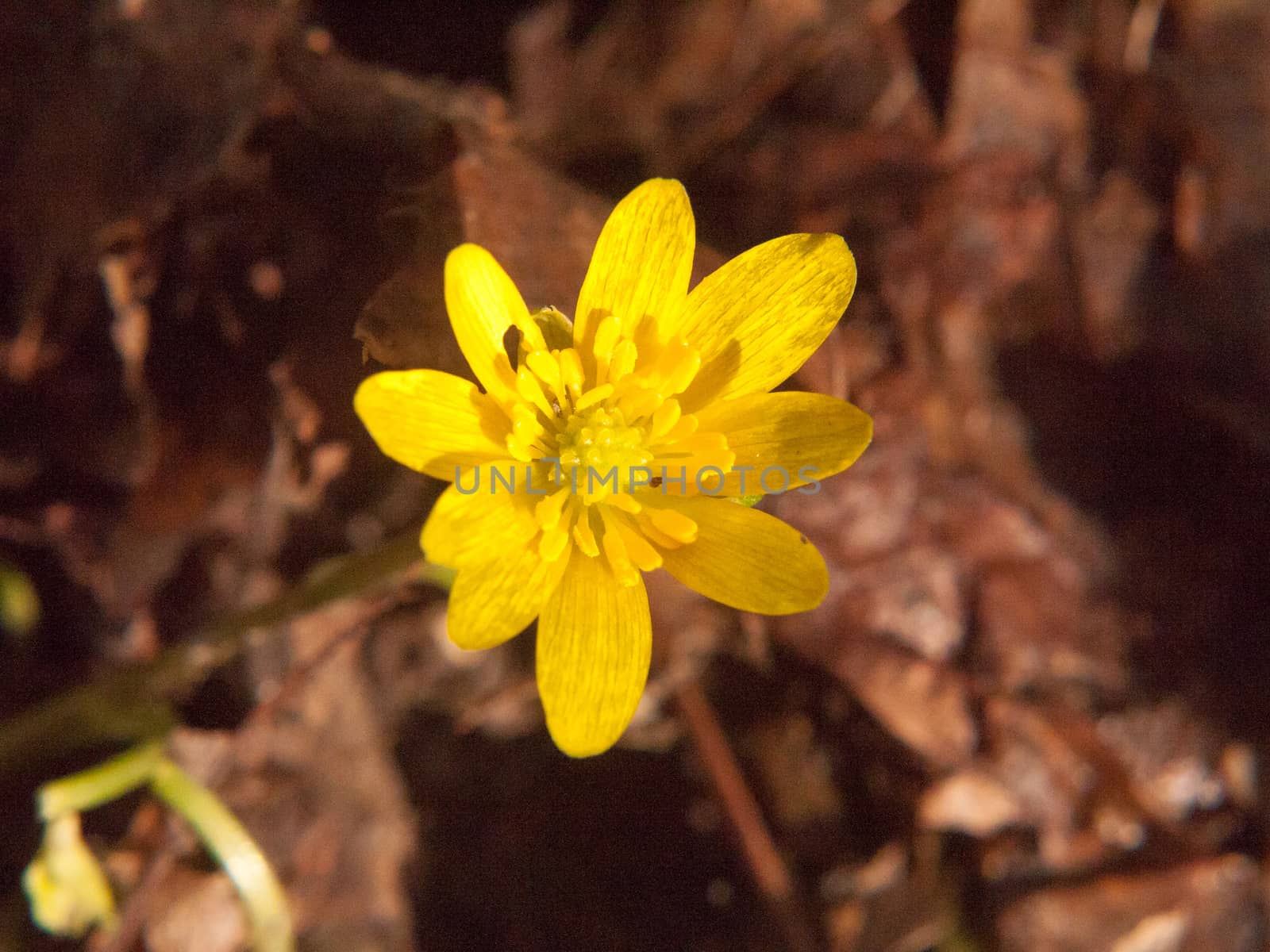 close up of yellow growing spring pretty flower floor - Ranunculus ficaria L. - Lesser Celandine; essex; england; uk