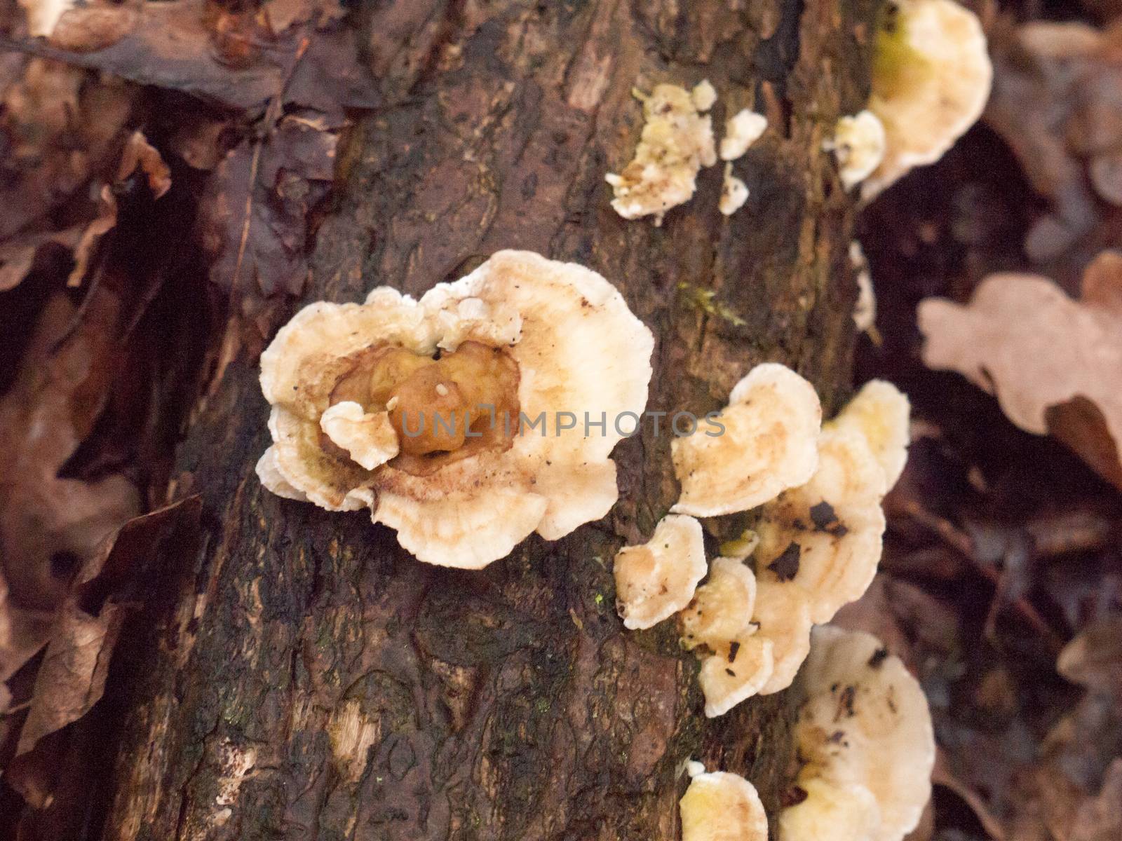 white bracket moss lichen fungus fungi growing on wood bark stump damp outside in forest floor; essex; england; uk