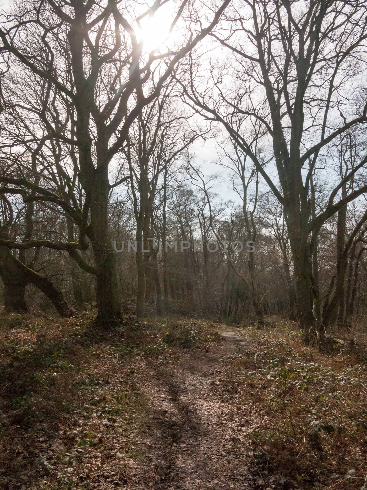 uk woodland tree bare branches autumn spring forest landscape na by callumrc