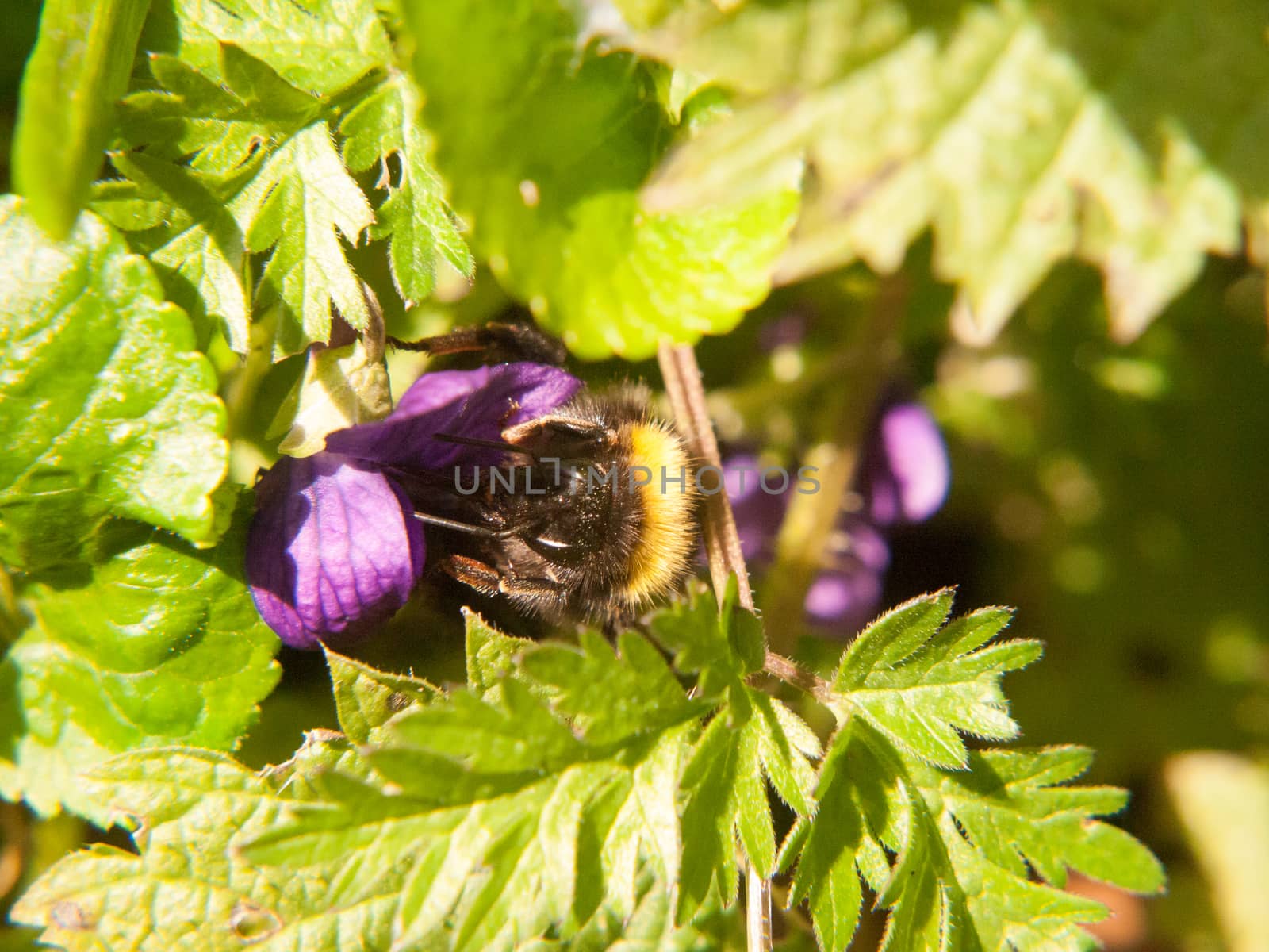 close up of black and yellow bee harvesting macro spring by callumrc