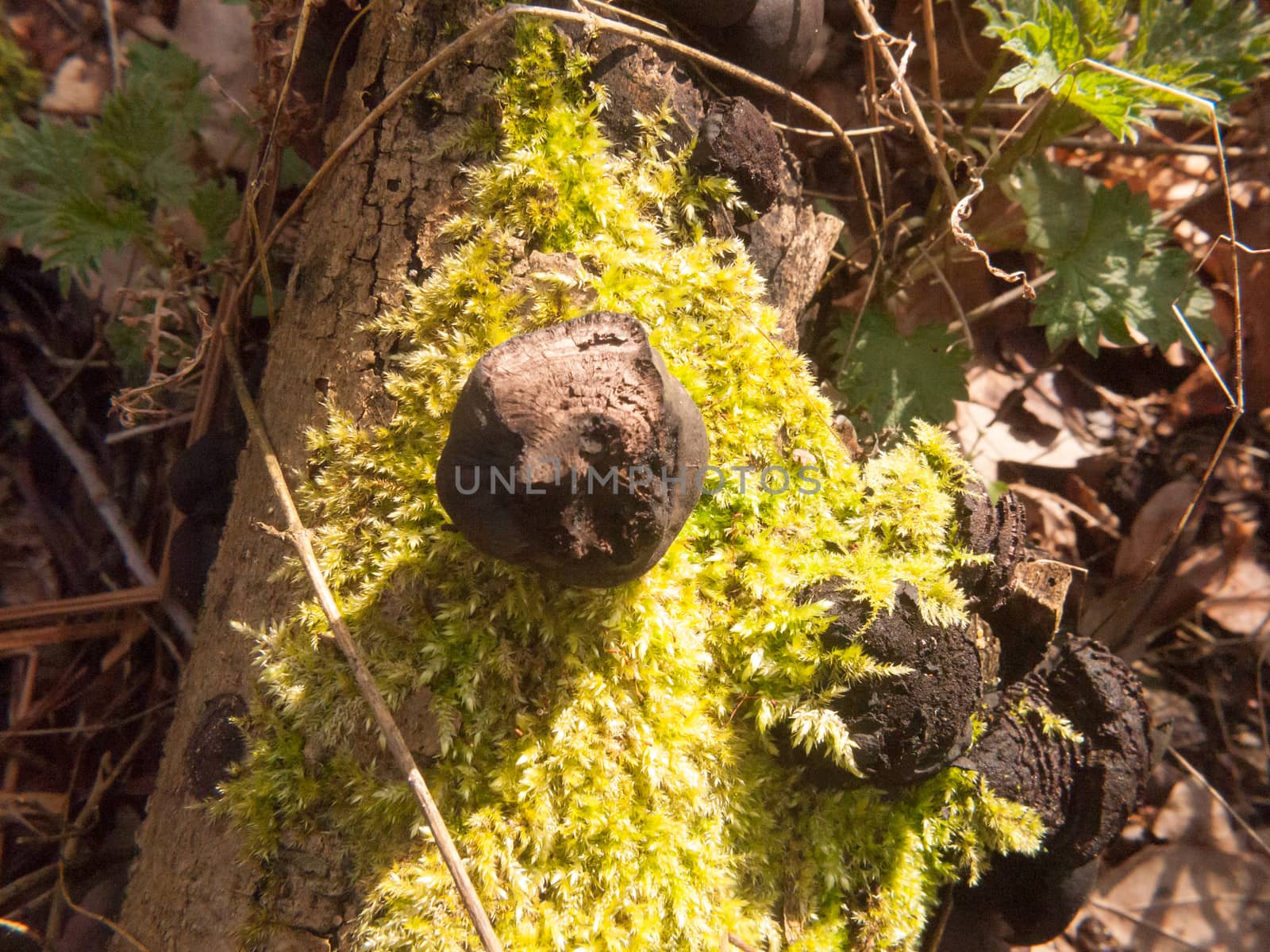 black fungi ball tree stump - Daldinia concentrica (Bolton) Ces. & De Not. - King Alfred's Cakes by callumrc