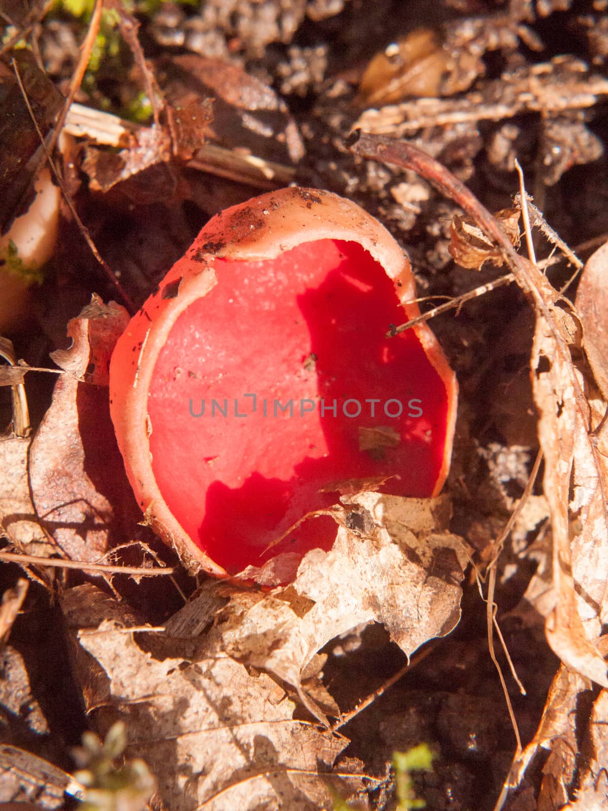 close up of mushroom forest floor scarlet elf cup red by callumrc