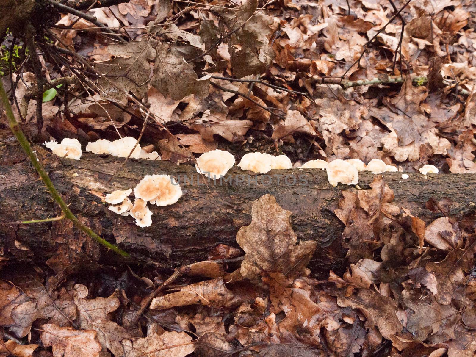 white bracket moss lichen fungus fungi growing on wood bark stump damp outside in forest floor; essex; england; uk