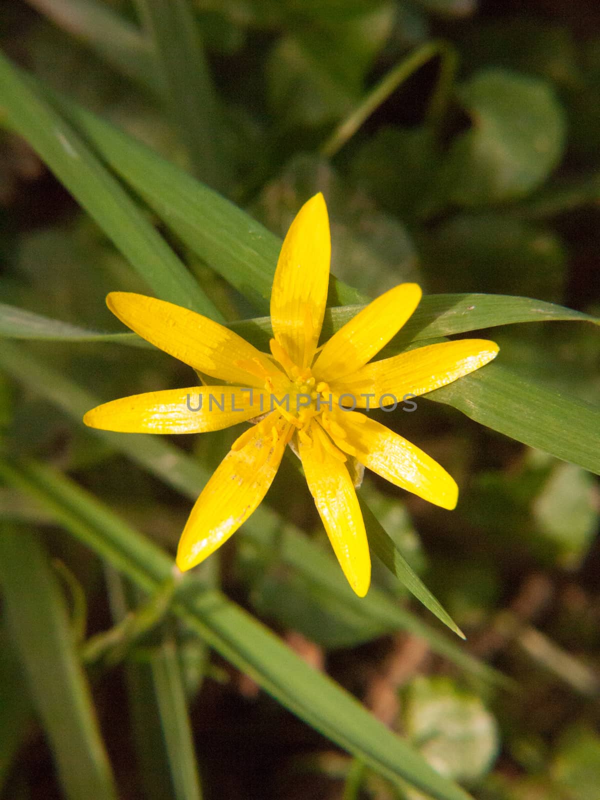 close up of yellow growing spring pretty flower floor - Ranunculus ficaria L. - Lesser Celandine by callumrc