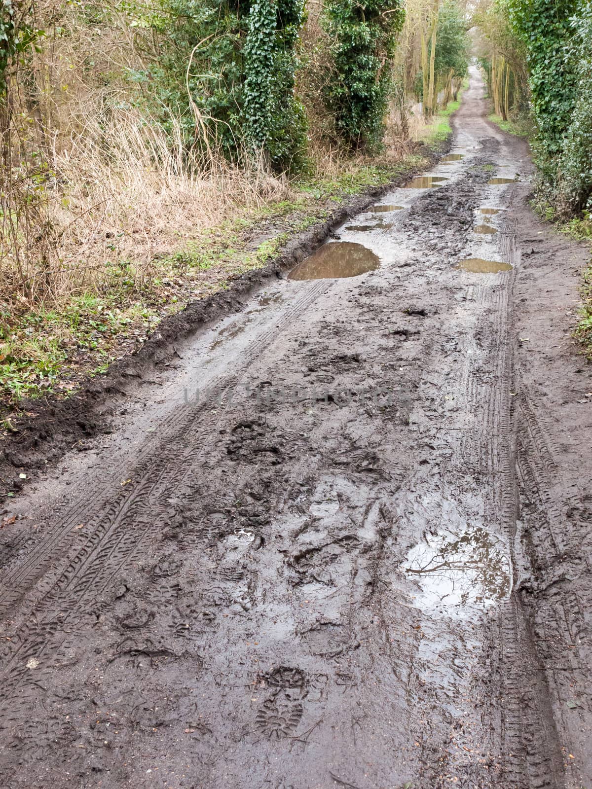 muddy pathway road through countryside tracks puddles spring; essex; england; uk