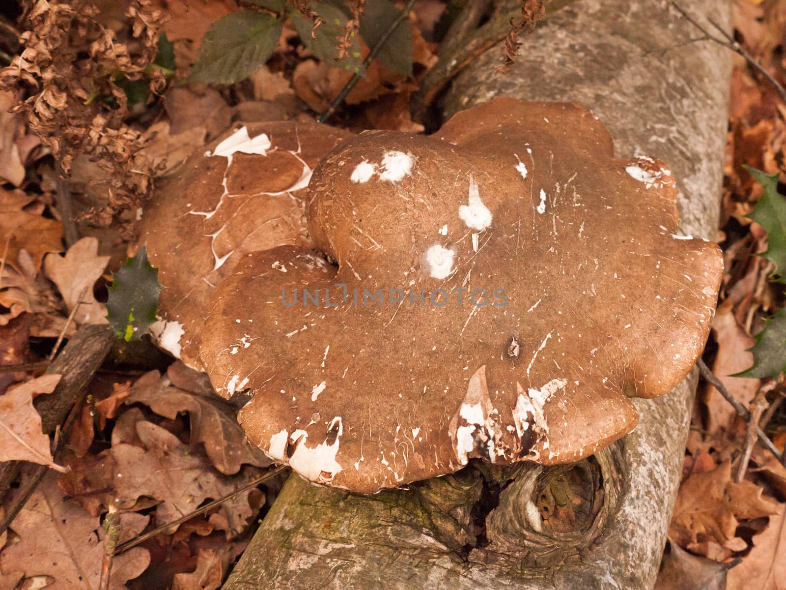 large white and brown bracket fungus fungi growing on dead tree stump autumn; essex; england; uk