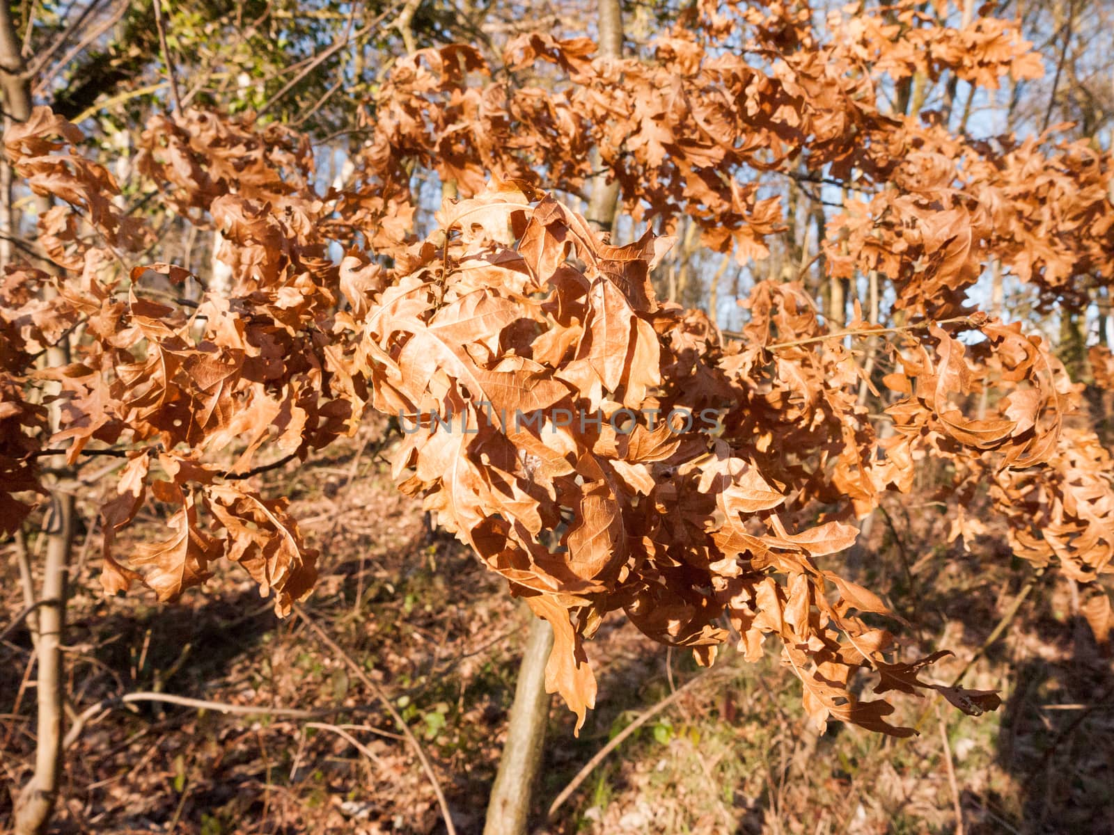 brown dead leaves close up tree forest autumn; essex; england; uk