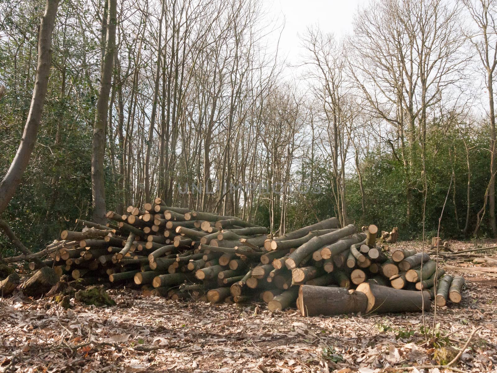 pile of branches wooden stump tree trunks cut down forest wood woodland uk timber; essex; england; uk