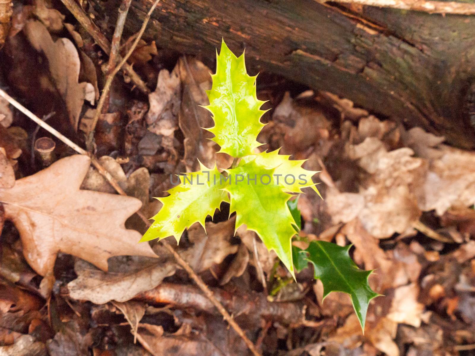 growing small green leaves shooting up in forest floor with autumn leaves; essex; england; uk